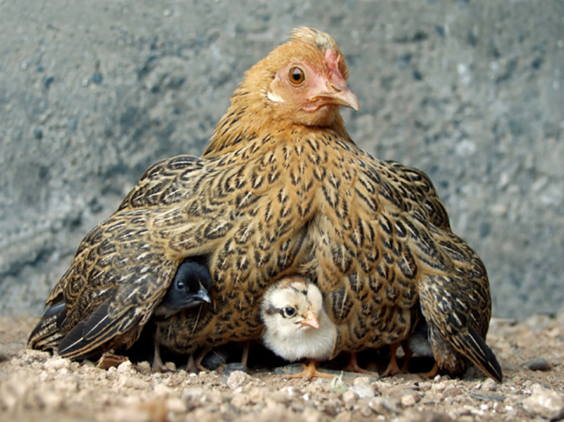 Mother Hen - Chicken Mama